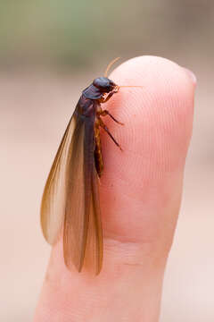 Image of Giant Northern Termite