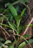 Plancia ëd Dracaena spicata Roxb.