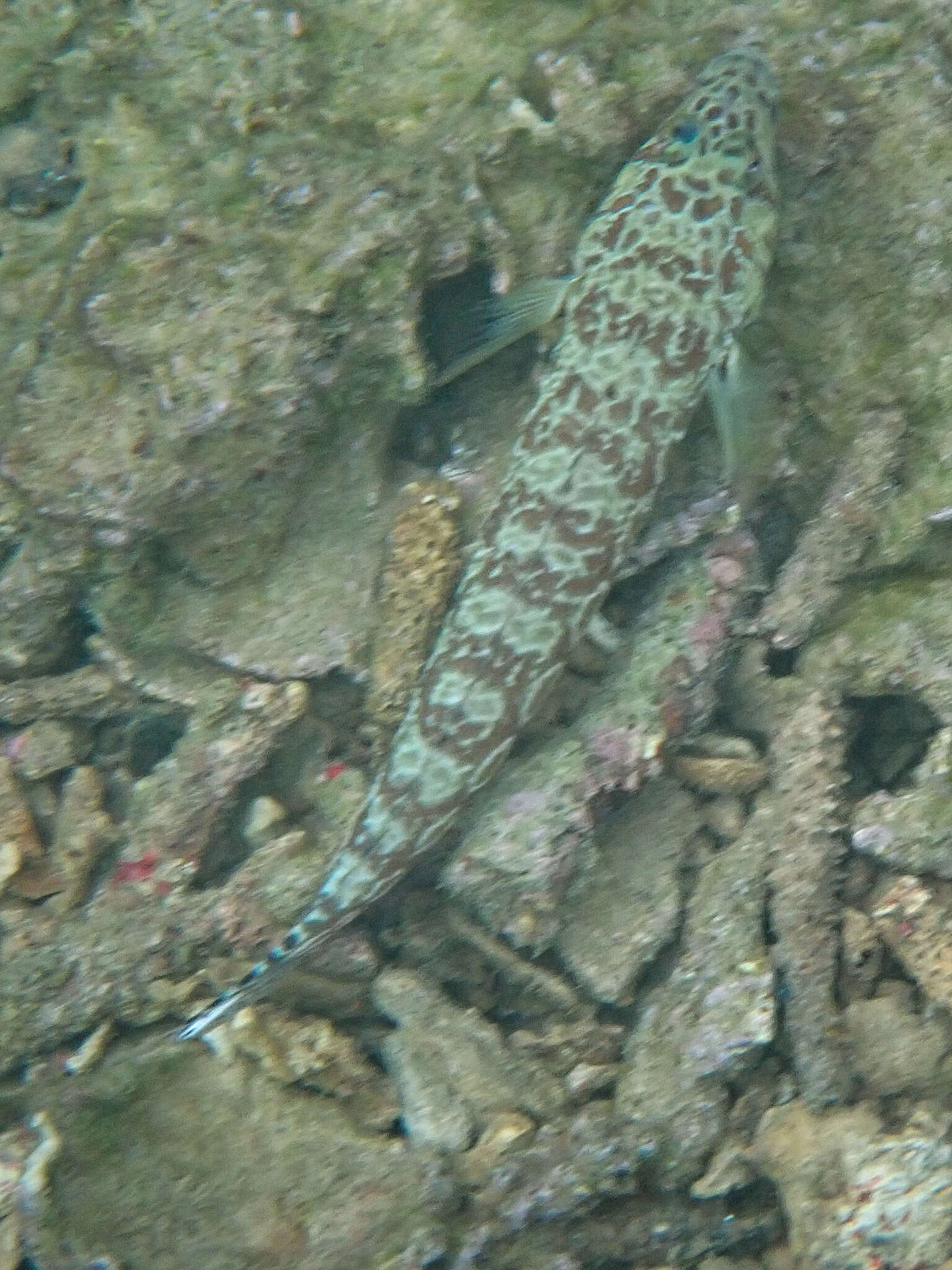 Parapercis millepunctata (Günther 1860) resmi