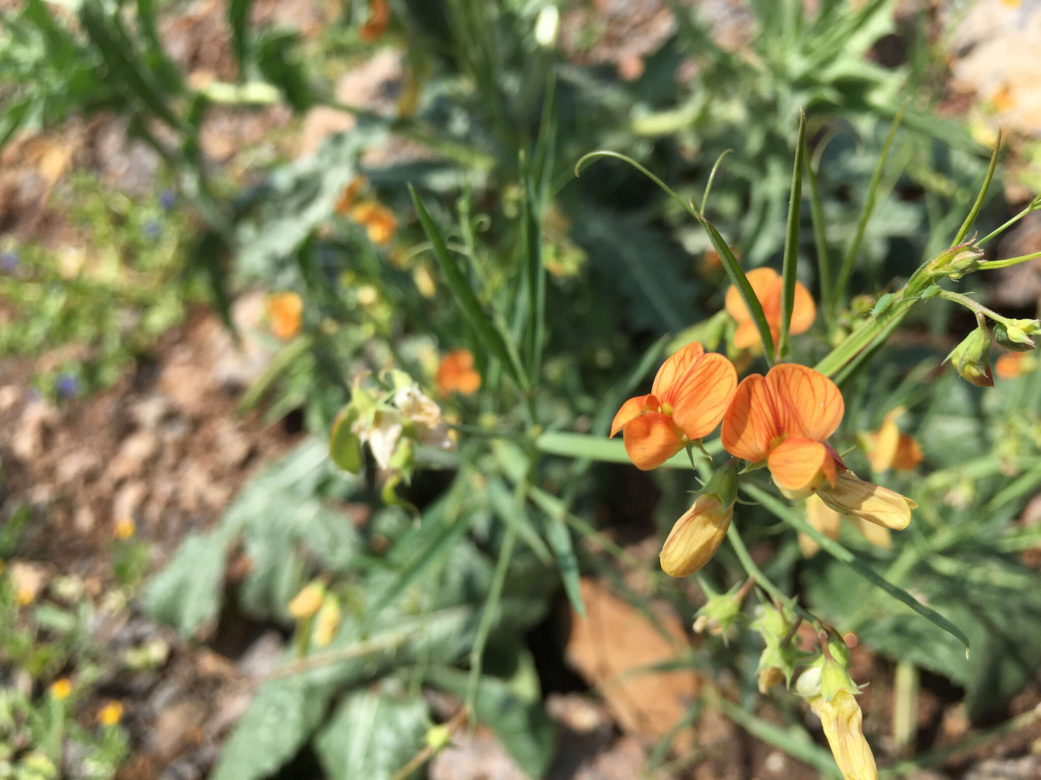 Imagem de Lathyrus hierosolymitanus Boiss.