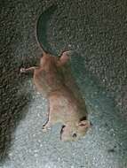 Image of Oriental House Rat