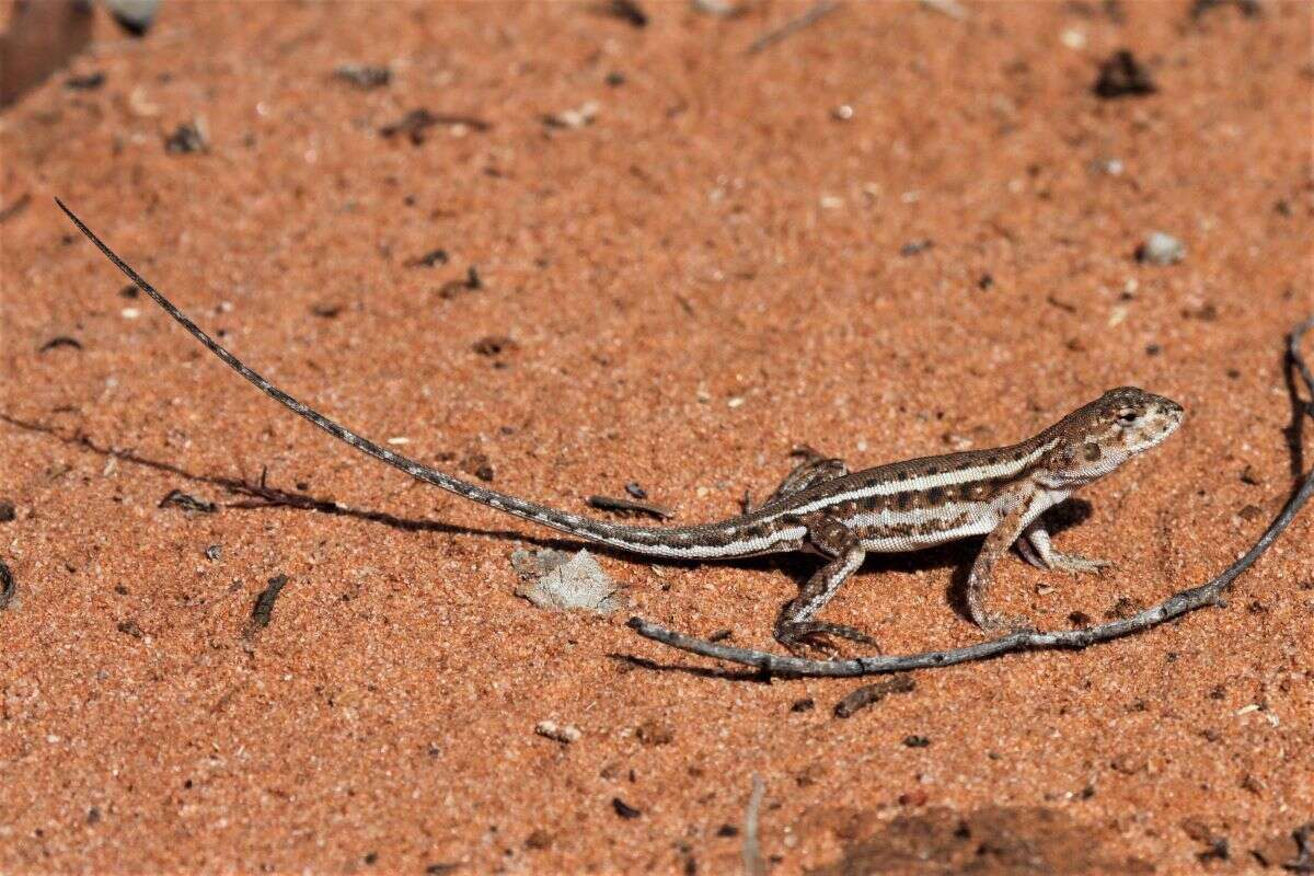 Image of Ctenophorus spinodomus Sadlier, Colgan, Beatson & Cogger 2019