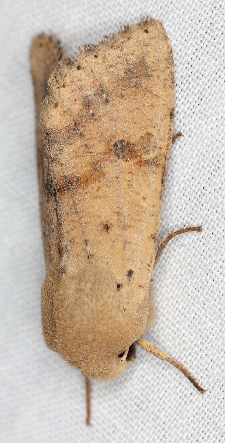 Image of Orthosia pacifica Harvey 1874