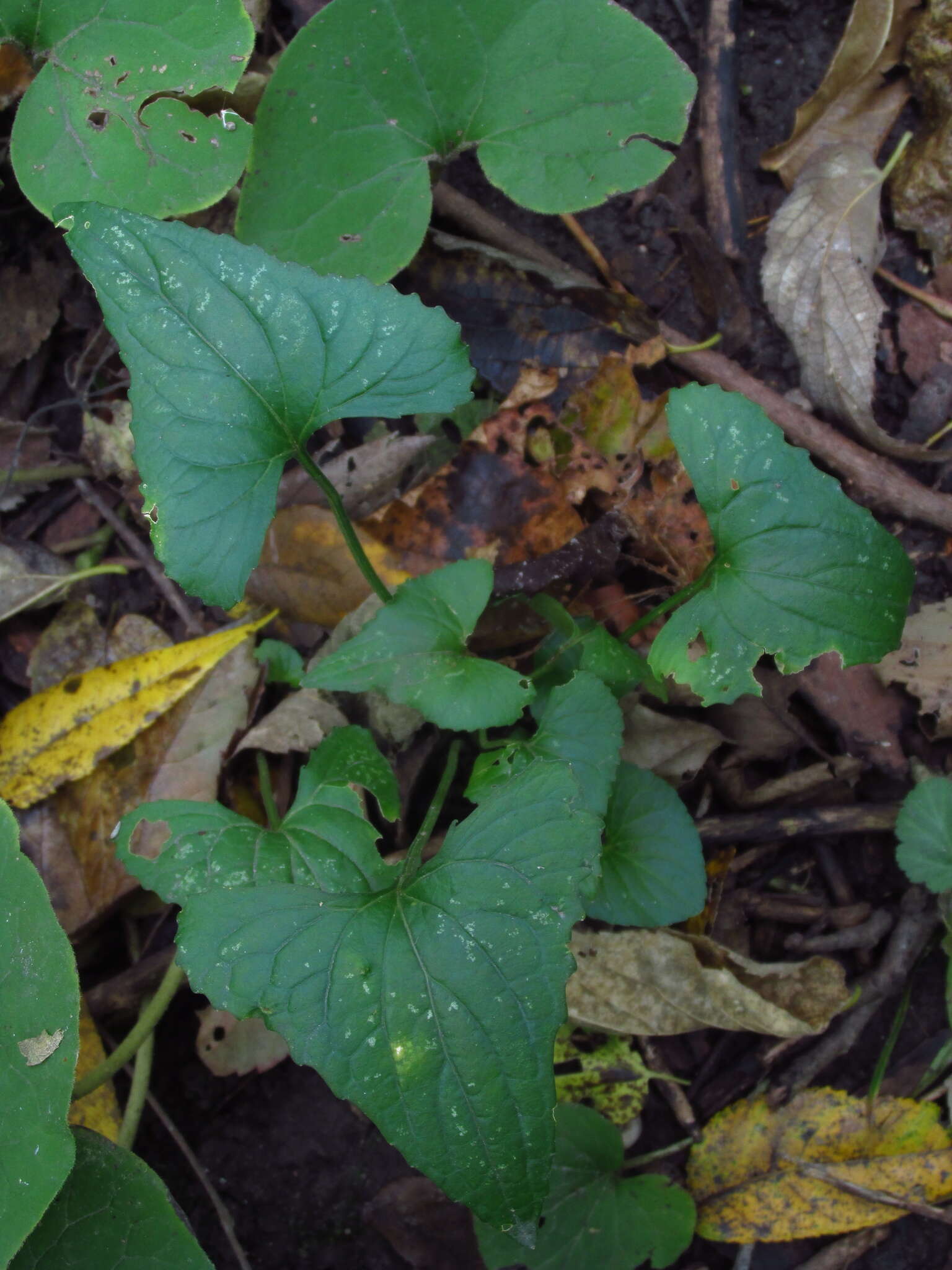 Image of Langlois' Violet