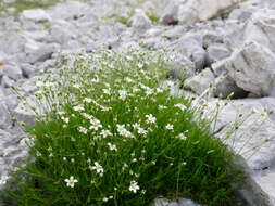 Imagem de Sabulina austriaca (Jacq.) Rchb.