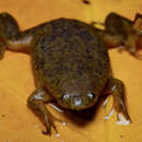 Image of Myers' Surinam Toad