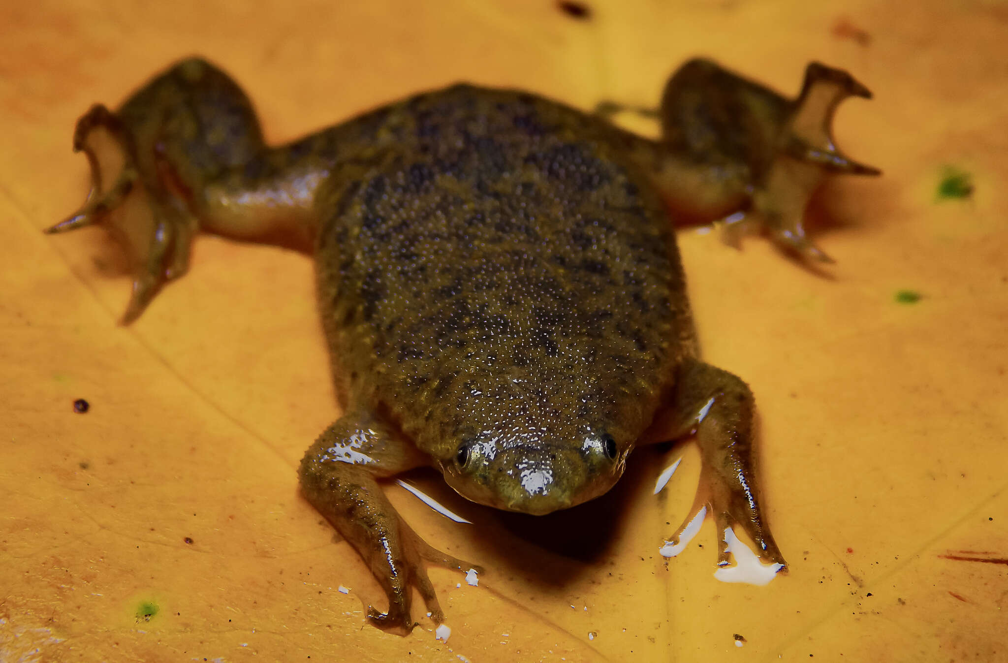 Image of Myers' Surinam Toad