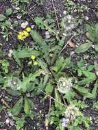 Image of Taraxacum mongolicum Hand.-Mazz.