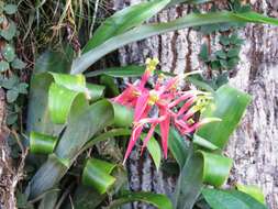 Billbergia iridifolia (Nees & Mart.) Lindl.的圖片