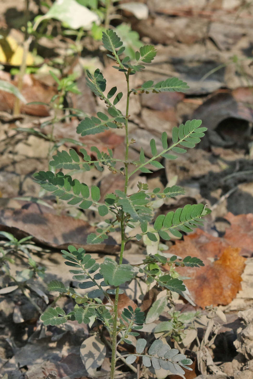 Imagem de Phyllanthus urinaria L.