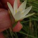 Image of Hesperantha lactea Baker