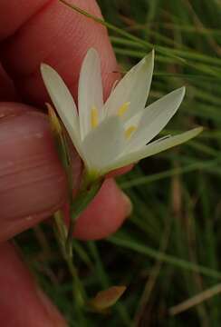 Image of Hesperantha lactea Baker