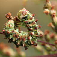 Image of scarce wormwood