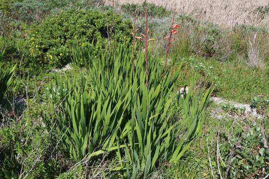 Imagem de Watsonia meriana var. meriana