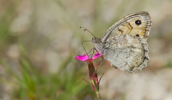 صورة Pseudochazara cingovskii Brown