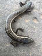 Image of Gran Canaria Skink