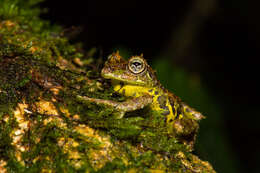 Image of Mossy Bush Frog