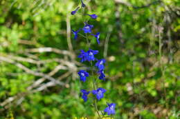 Plancia ëd Delphinium alabamicum R. Kral