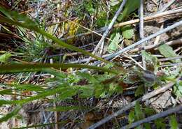 Image of Wahlenbergia capensis (L.) A. DC.