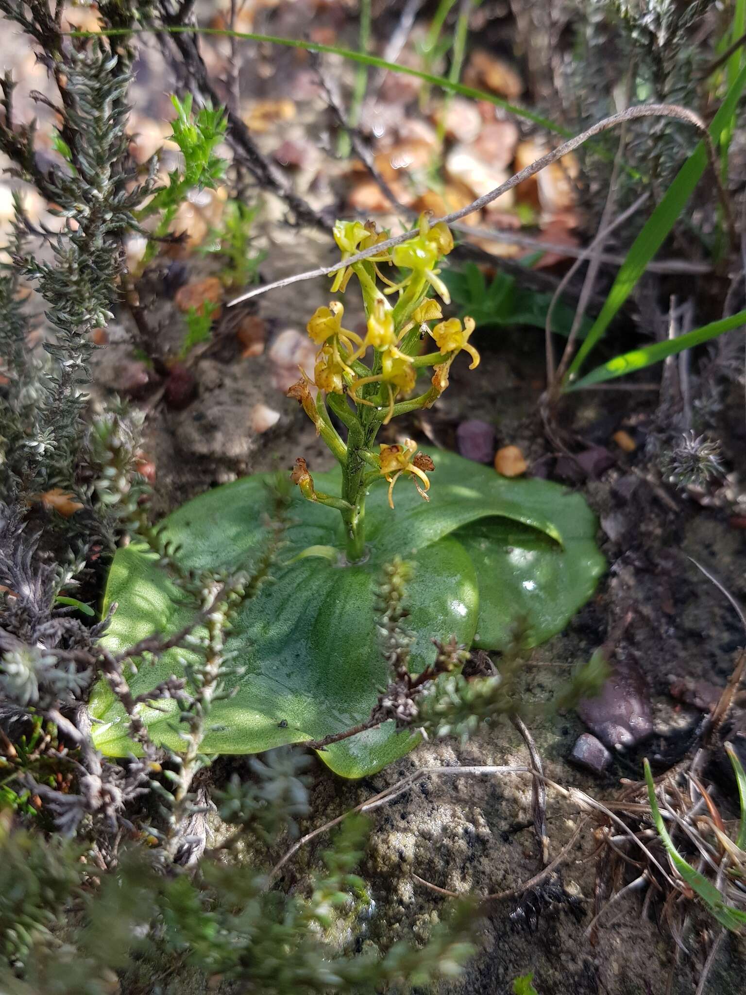 Plancia ëd Liparis capensis Lindl.