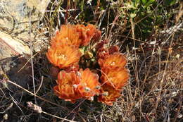 Image of Eriosyce curvispina var. mutabilis