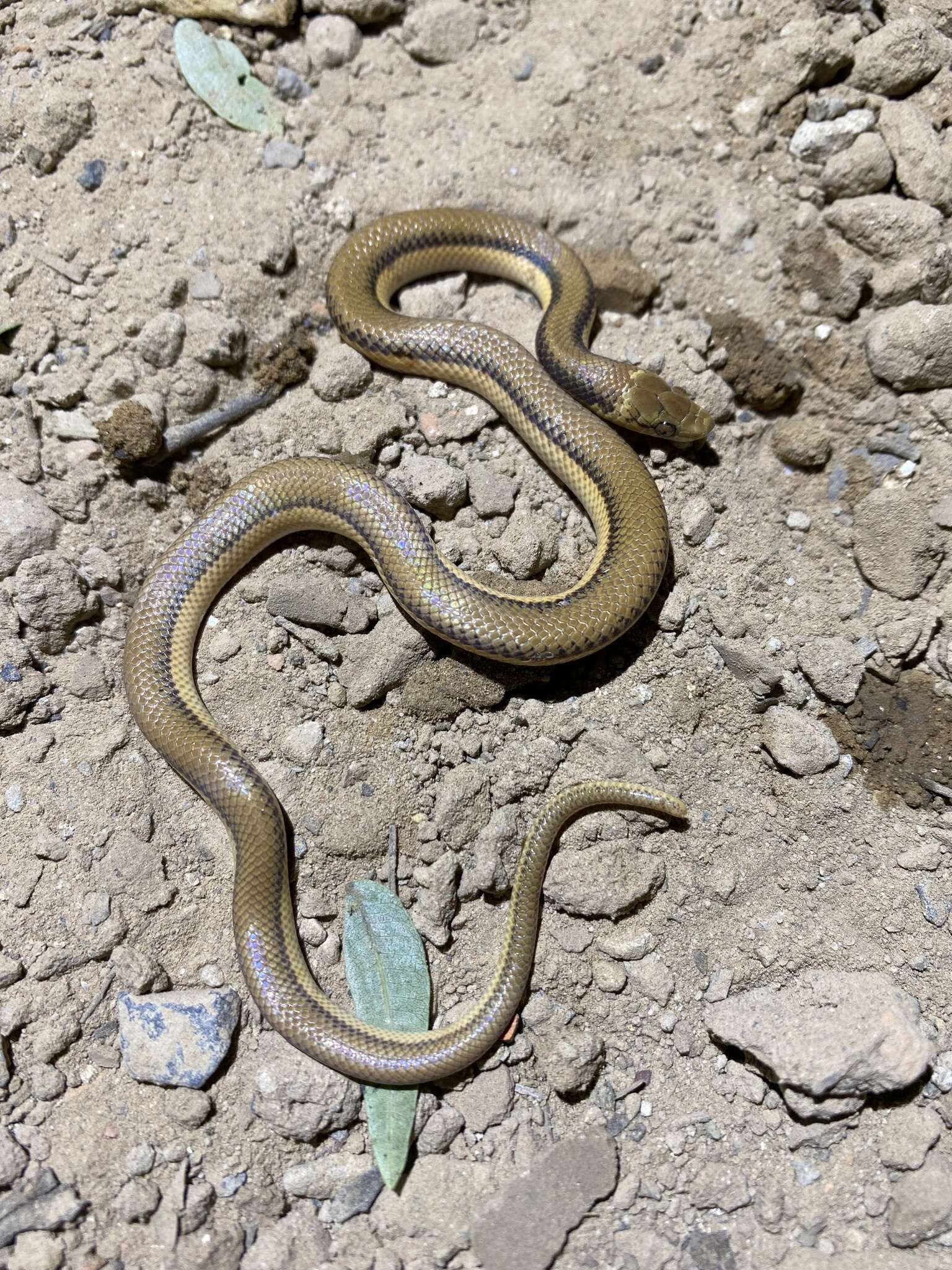 Image of Banded Pampas Snake