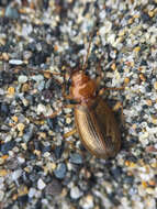 Image of Nebria (Reductonebria) diversa Le Conte 1863