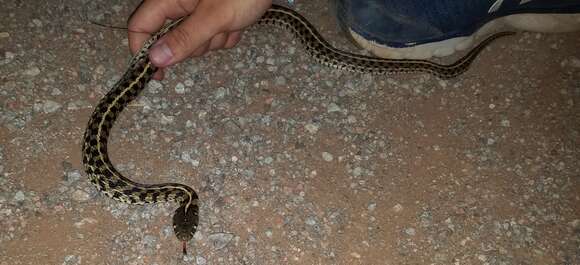 صورة Thamnophis marcianus marcianus (Baird & Girard 1853)