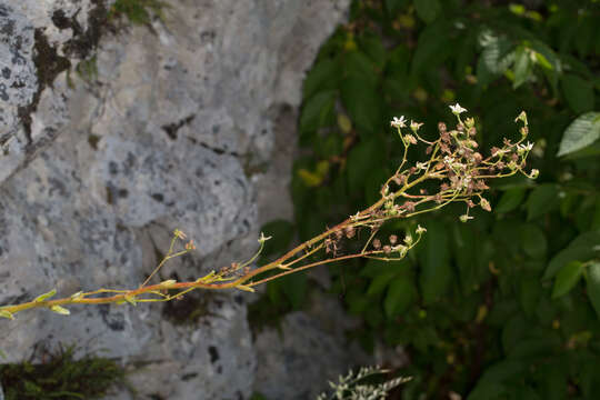 Imagem de Saxifraga hostii subsp. hostii