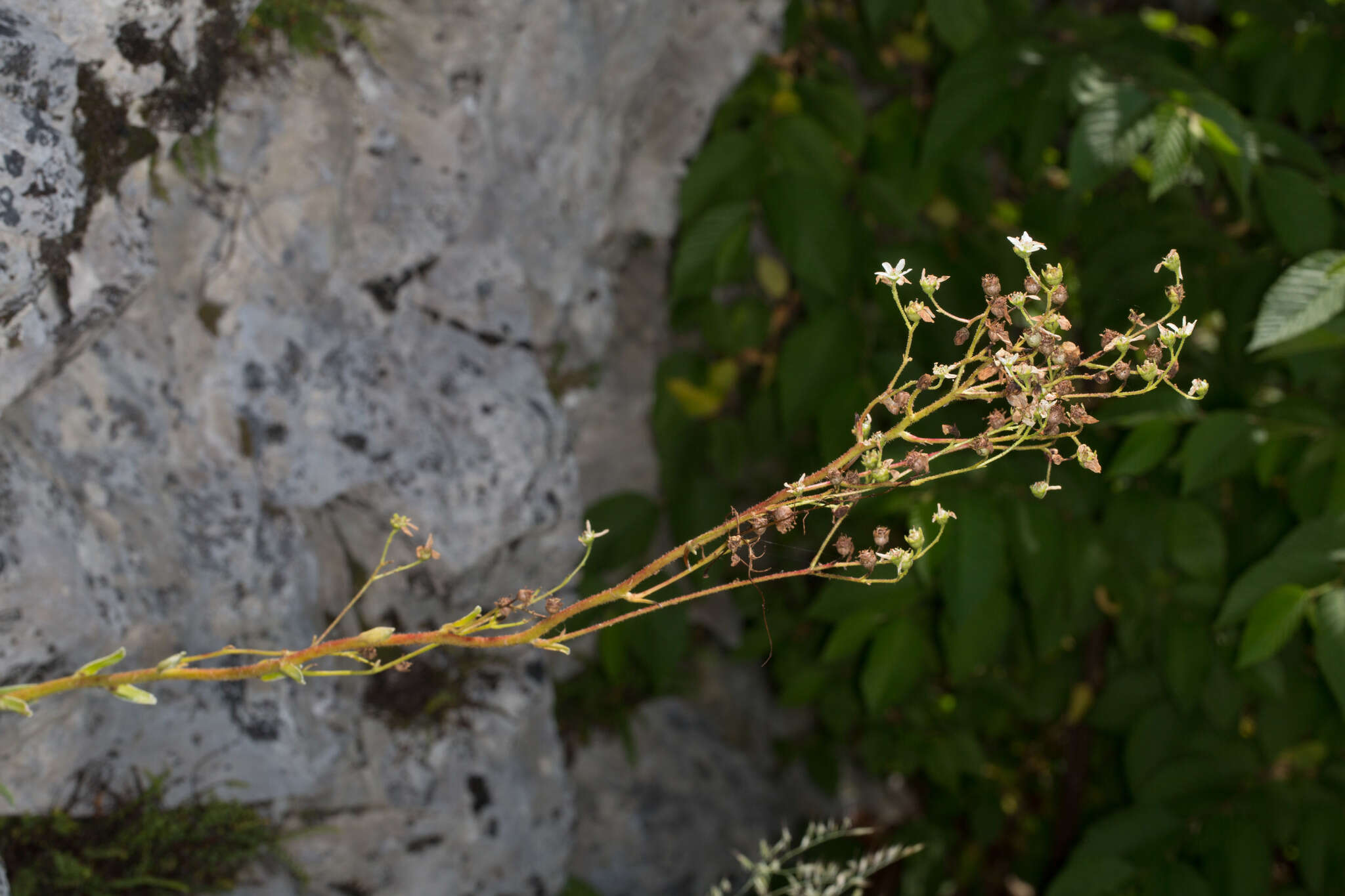 Image of Saxifraga hostii subsp. hostii