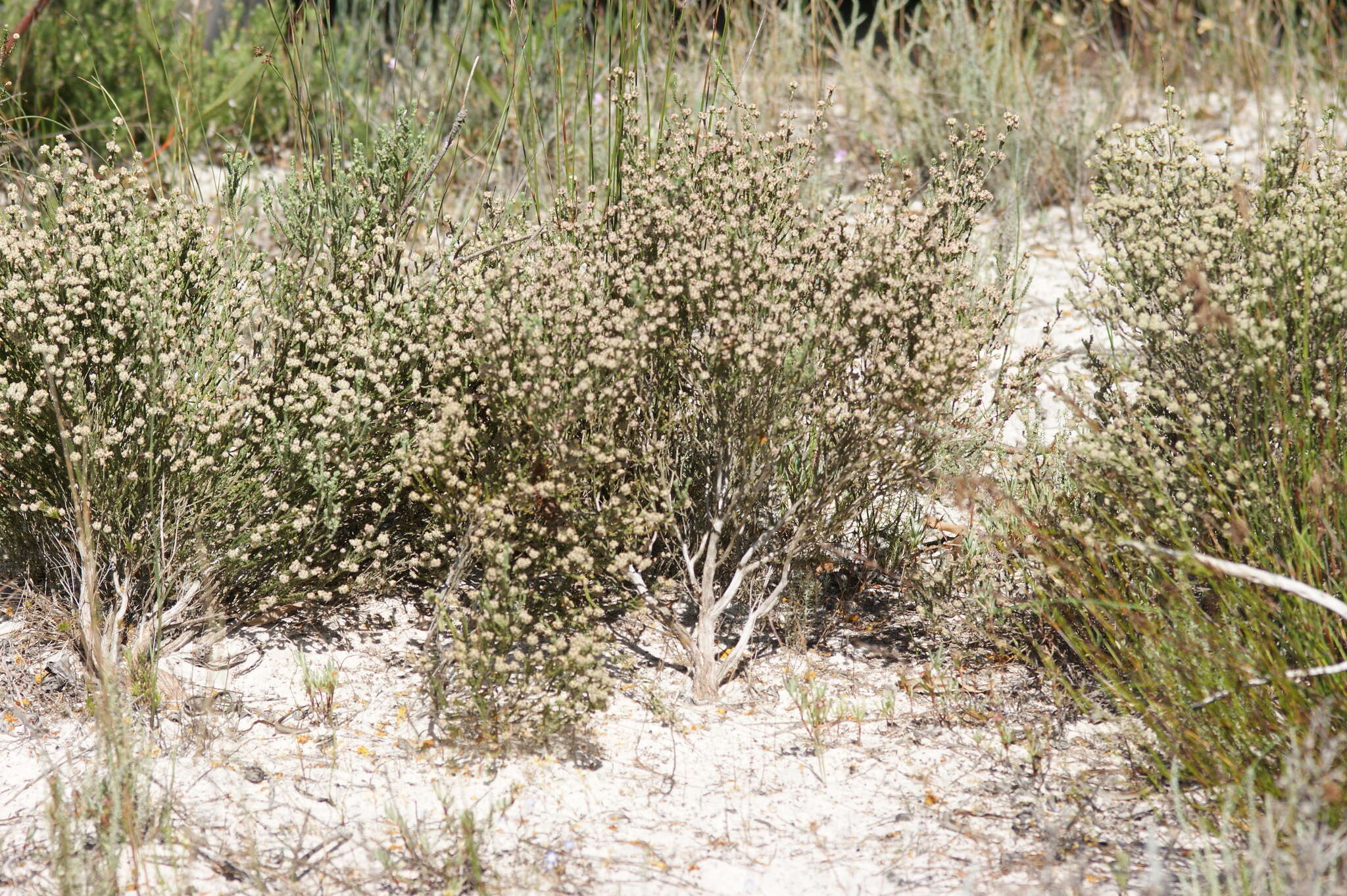 Image of Erica plumosa Thunb.