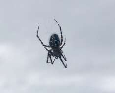 Image of Orbweaver