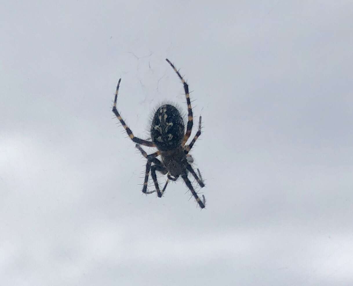 Image of Orbweaver