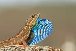 Image of superb large fan-throated lizard