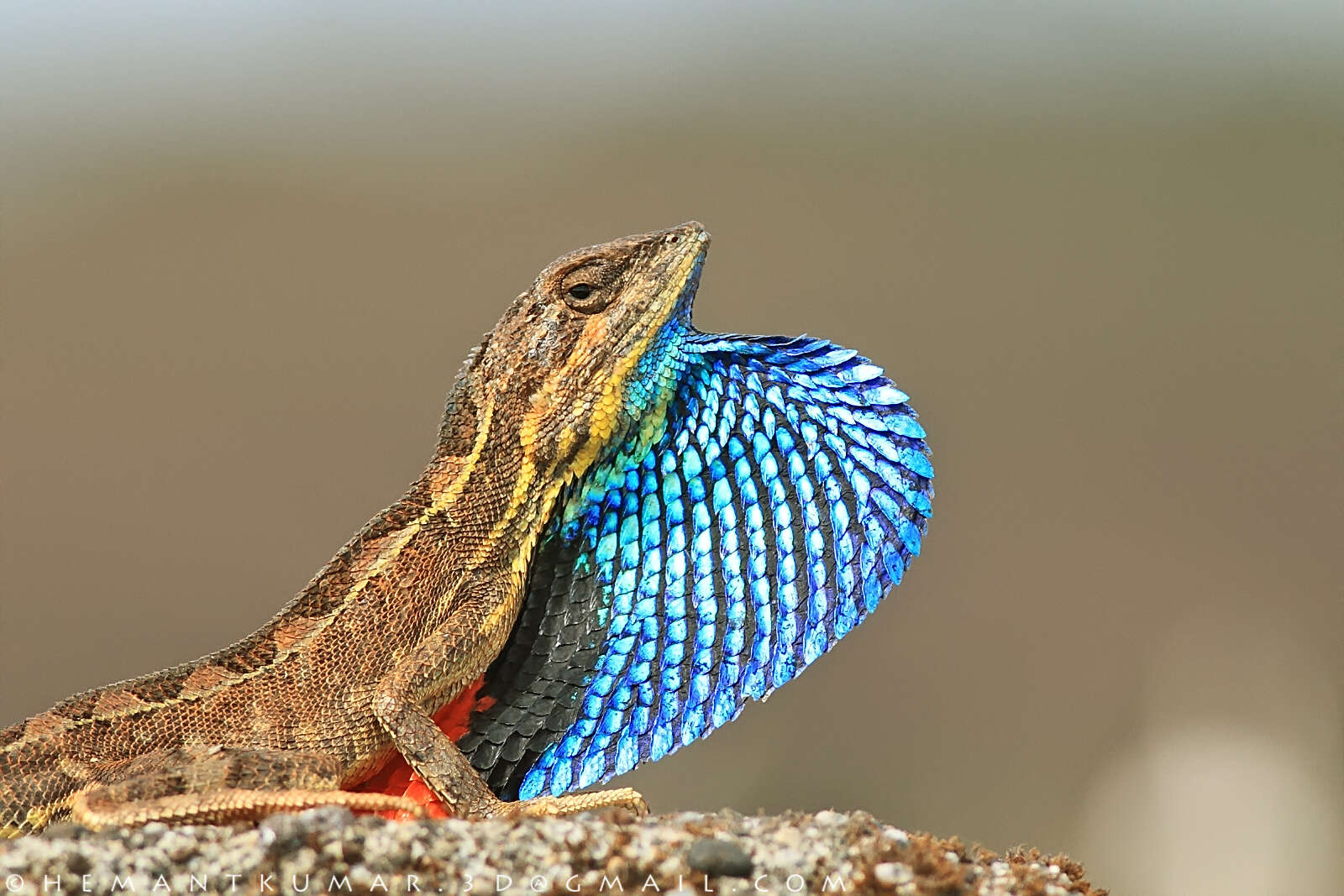 Image of superb large fan-throated lizard