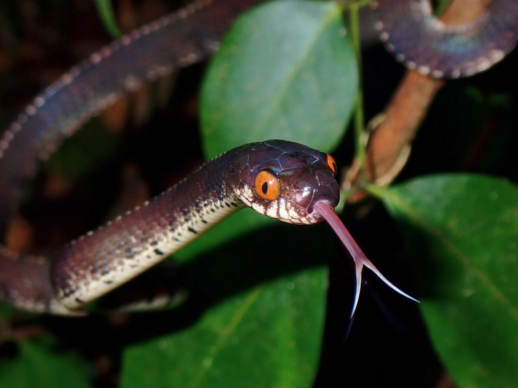 Plancia ëd Asthenodipsas vertebralis (Boulenger 1900)