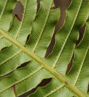 Sivun Oceaniopteris cartilaginea (Sw.) Gasper & Salino kuva