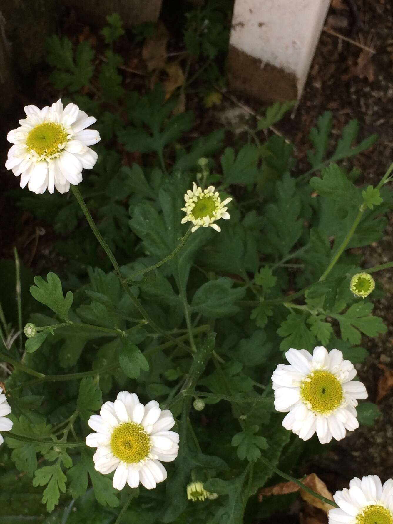 Image of feverfew