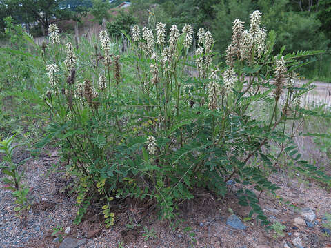 Plancia ëd Astragalus uliginosus L.