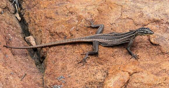 Image of Transvaal Flat Lizard