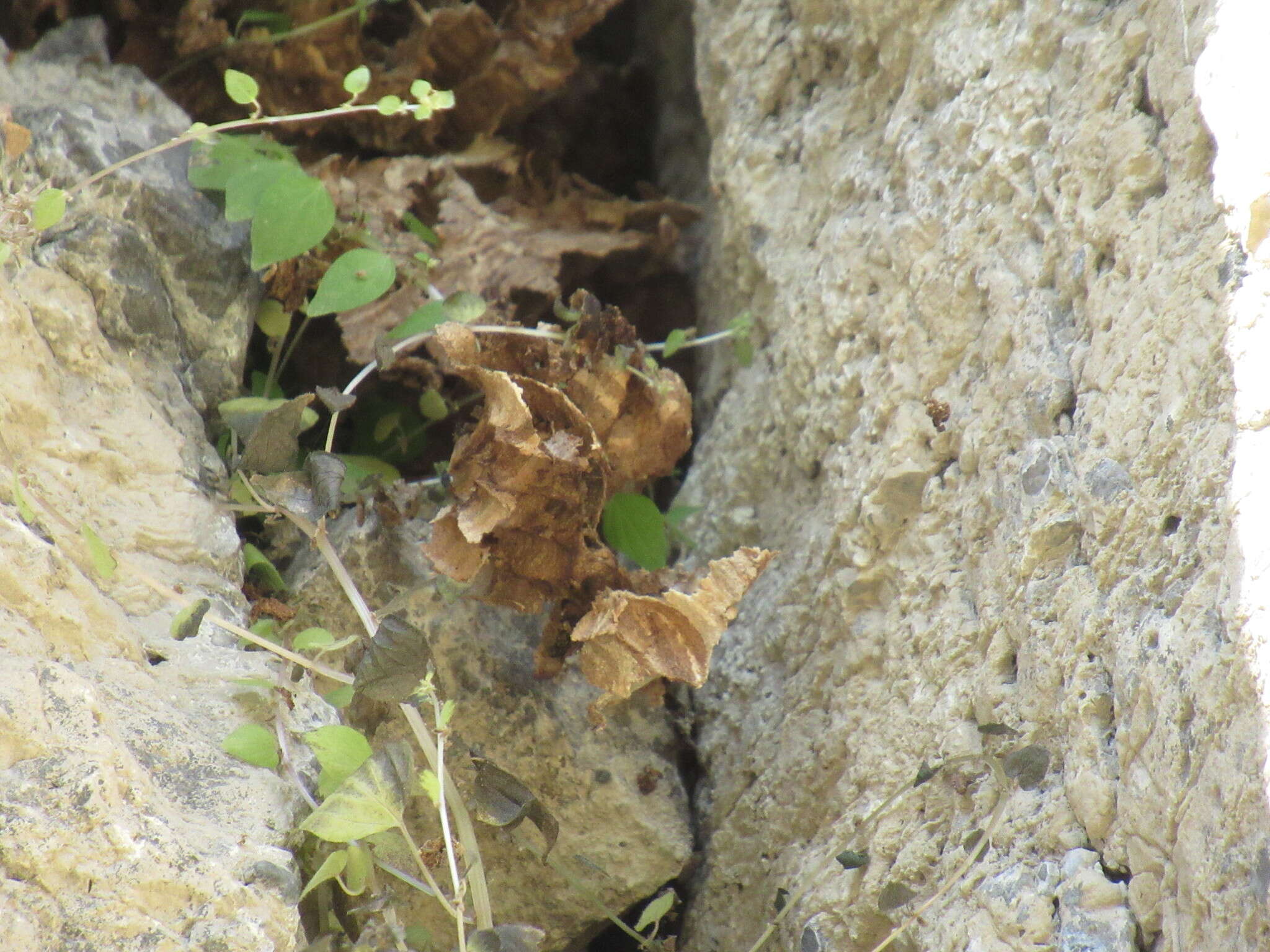 Image of Parietaria micrantha Ledeb.