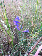 Image of bunchleaf penstemon