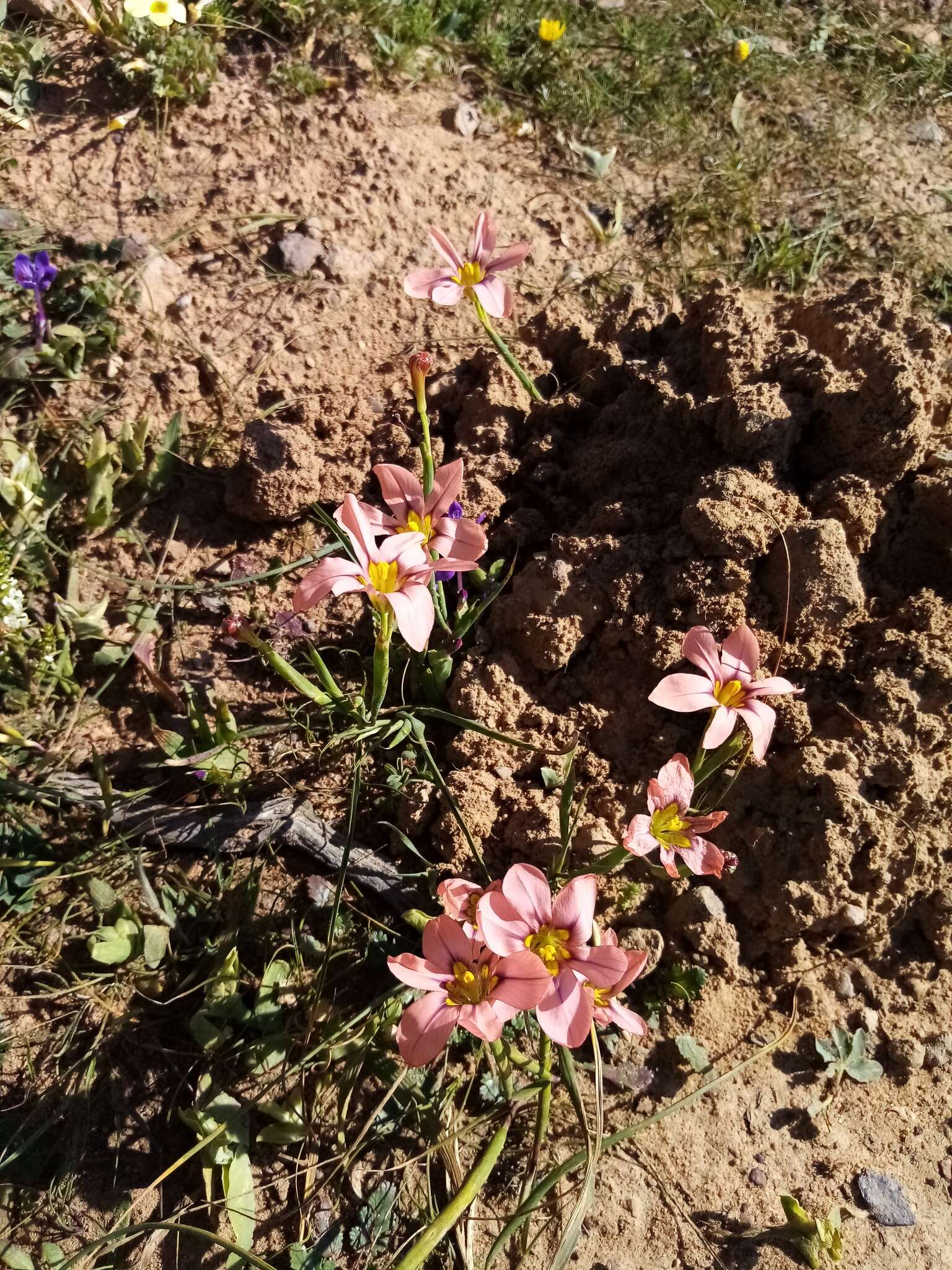 Image of Moraea vallisbelli (Goldblatt) Goldblatt