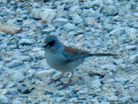 Image of Junco hyemalis dorsalis Henry 1858