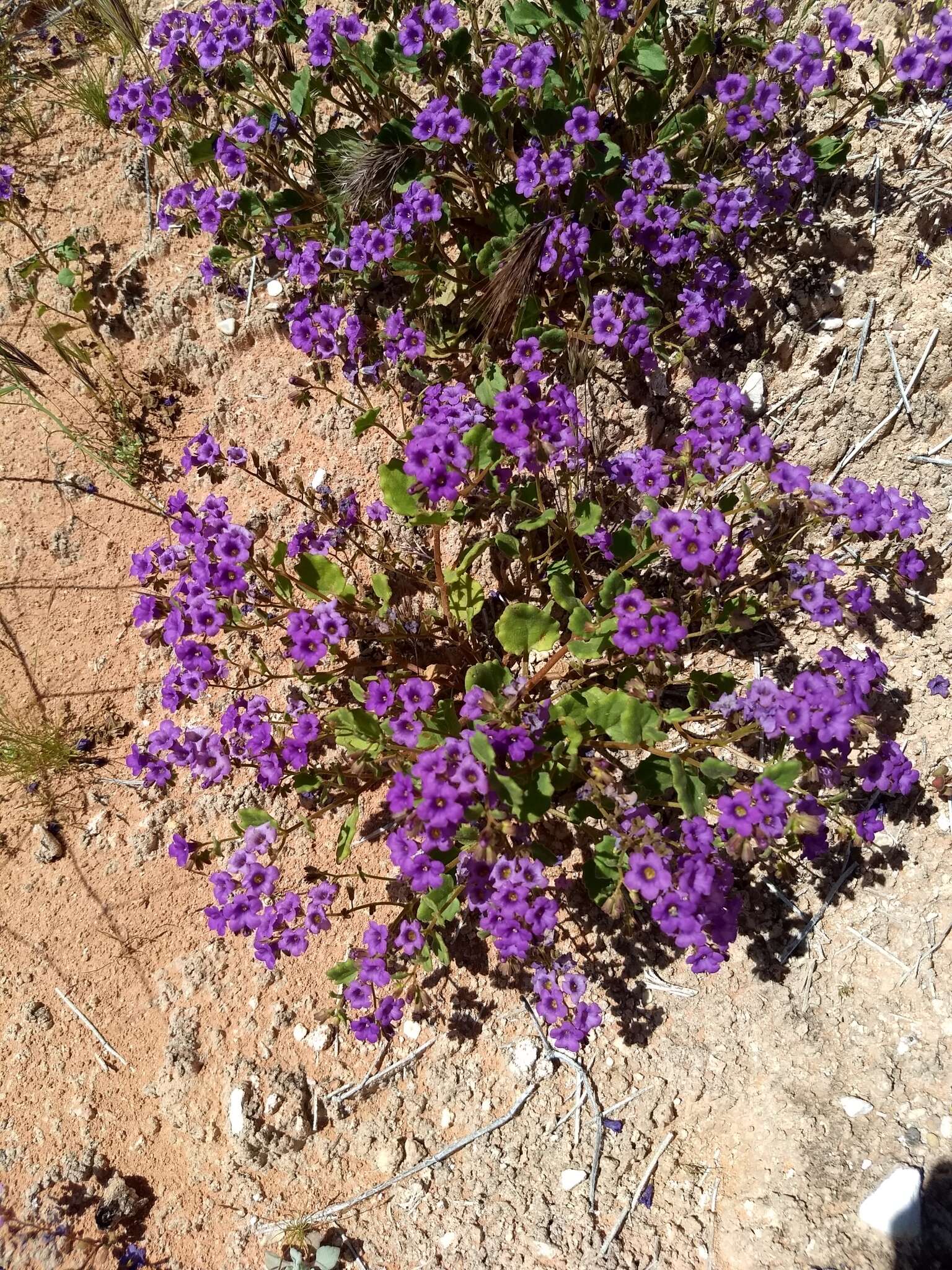 Phacelia pulchella A. Gray resmi