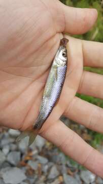 Image of Spotfin shiner