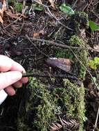 Image of Mycena oregonensis A. H. Sm. 1936