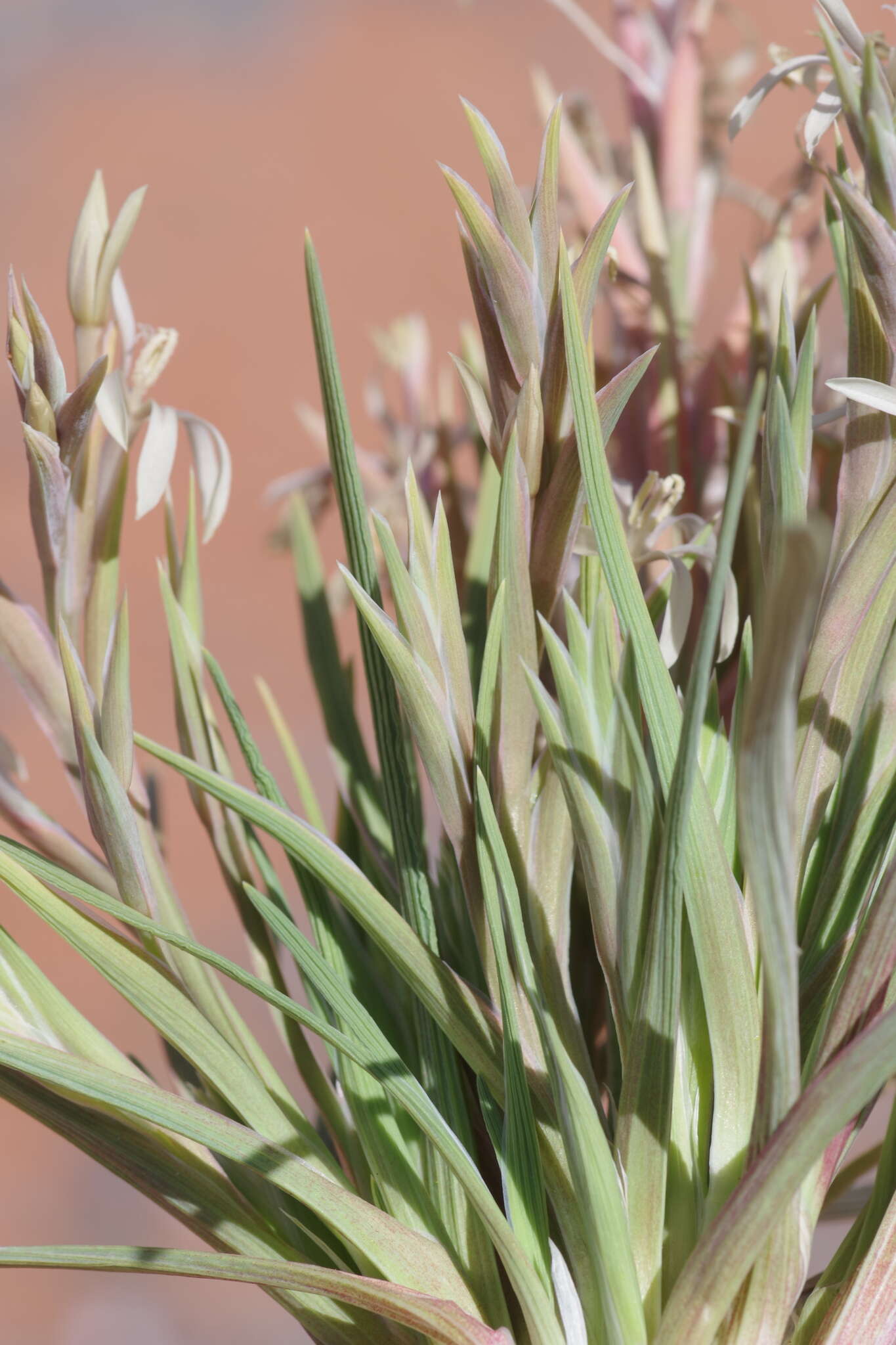 Image of Lapeirousia littoralis Baker