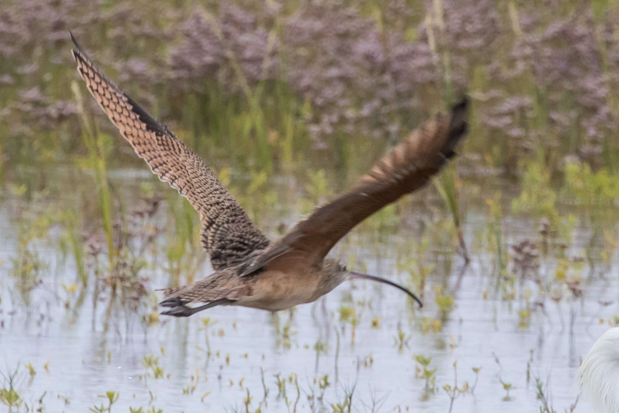 Image of Long-billed Curlew