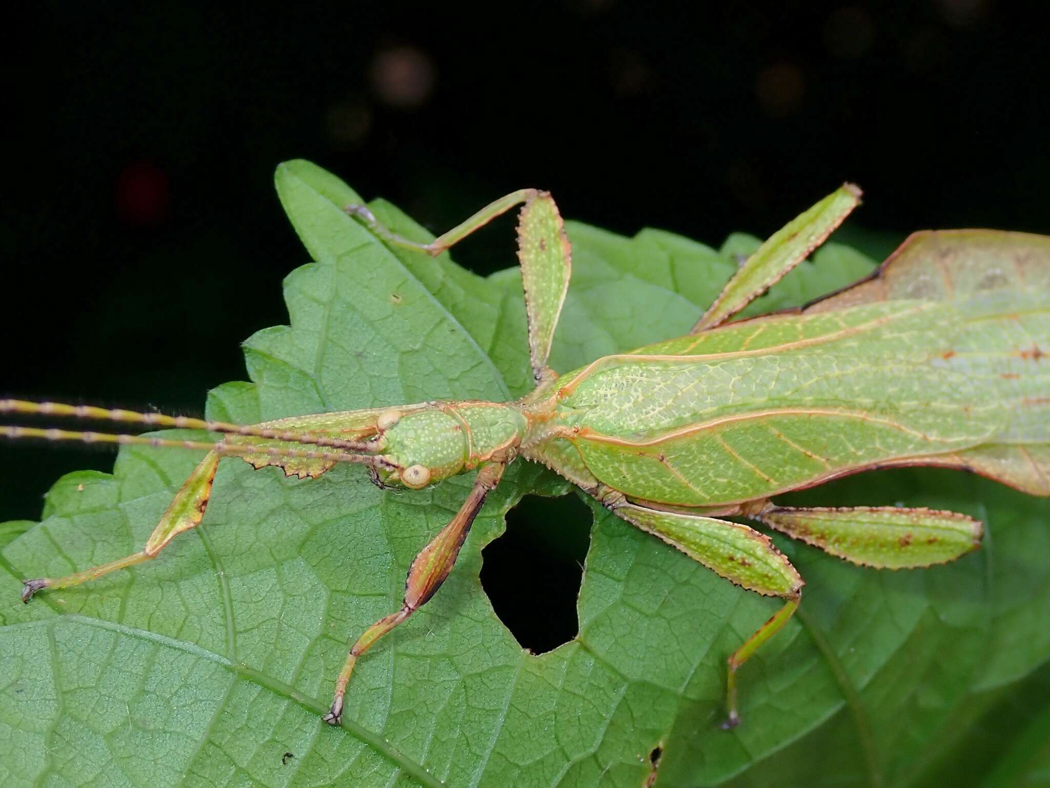 Image of Phyllium (Phyllium) bradleri Seow-Choen 2017